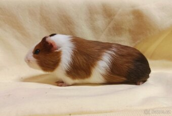 Morče sameček ♂️ - 3