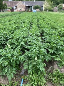 brambory možný dovoz - 3