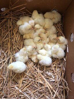 Kuřata plymutky bílé - 3