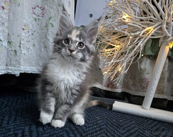 Mainská mývalí - 3