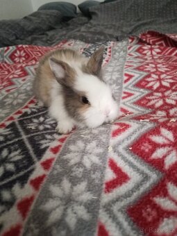 Zakrslý králík králíček - 3