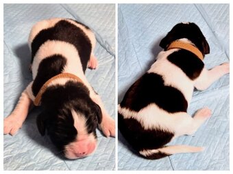 Landseer štěňata - 3