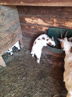 Holandské zakrslé kozy - 3