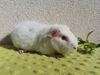 Morče samci - 3