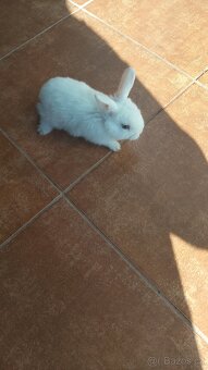 Zakrslý králíci - 3
