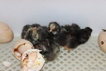 Wyandotka velká stříbrná černě lemovaná - 3