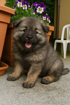 Vlčí špic / Keeshond - 3