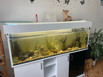 🐠 Velké vybavené akvárium 270L + skříňka (kompletní set) - 3