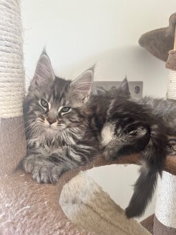 Maine coon s PP - 3