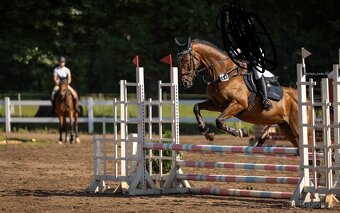 Prodej sportovního koně A1 - 3