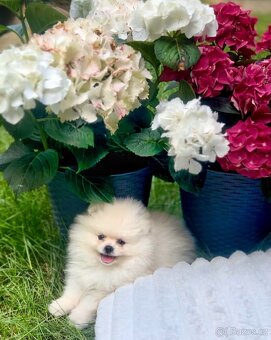 Pomeranian mini - 3