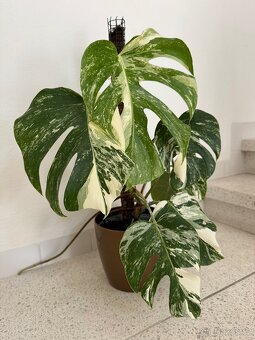 Monstera albo - 3