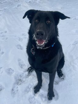 Labrador s Německým ovčákem - 3