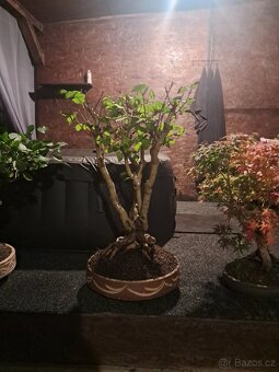 Bonsaj bonsai Japonský Šeřík - 3
