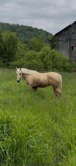 Palomino kobylka - 3