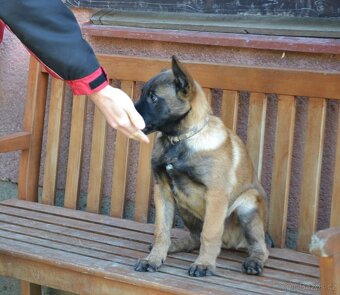 Belgický ovčák malinois s PP - 3
