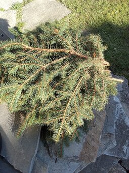 Chvojí,větve,pichlavý smrk na vánoční věnce - 3