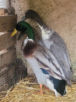 Indický běžec,  chovný kmen - 3