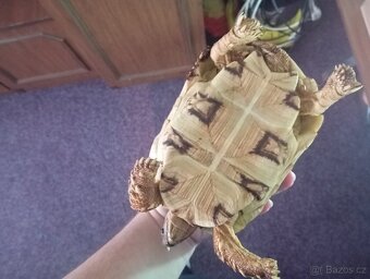 Želva pardálí - 3