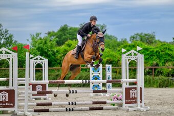 Talentovaná šestiletá klisna do sportu - 3