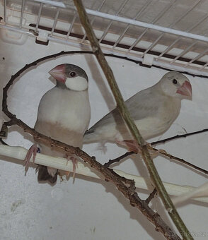 Prodám rýžovníky šedé - 3