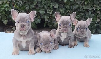Francouzský buldoček - 3