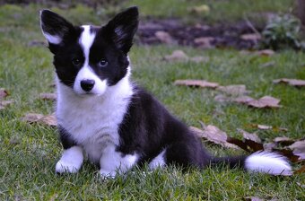 Welsh Corgi Cardigan FCI - 3