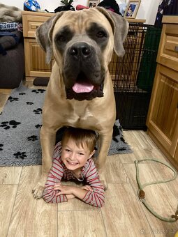 Štěňátka Cane Corso - 3