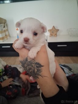 Prodám Mini Čivavu - 3