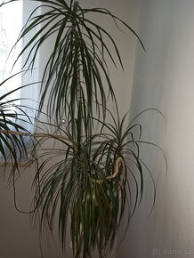 Palma 180 cm - 3