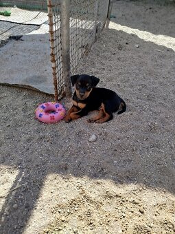Prodám trpasličí pinč krysařík ratlík Zwergpinscher. - 3