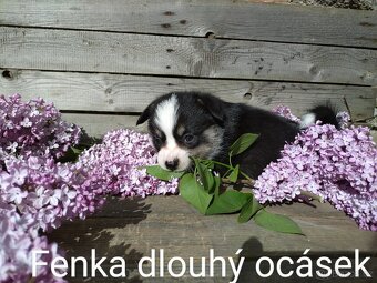 Welsh Corgi Pembroke, s PP FCI, NATURAL BOB - 3