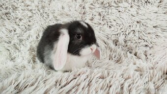Zakrslý beránek,králík, králíček - ELIŠKA - 3