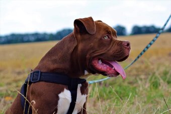 American bully - 3