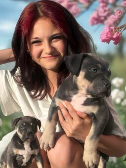 American Bully XL / XXL - 3