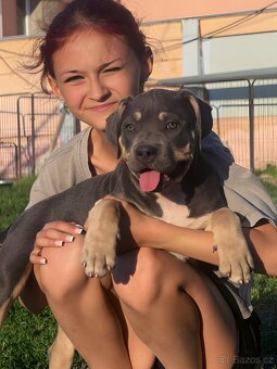 American Bully XL / XXL - 3