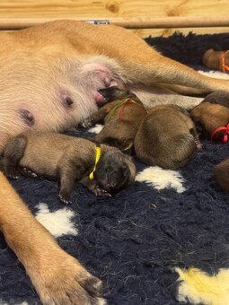 Štěně belgického ovčáka malinois s PP - 3