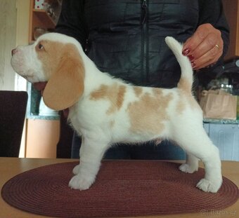 Beagle pejsek s PP - 3