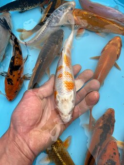 Koi kapři - 3