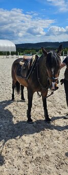 Arab/Welsh pony - 3