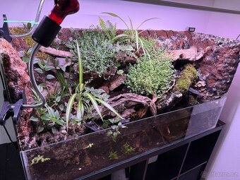 Otevřené přírodní Paludarium s kraby red tomato - 3