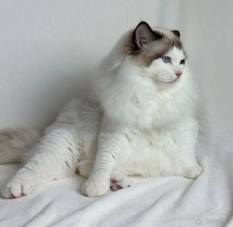 Ragdoll s PP - 3