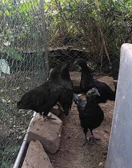 Ayam Cemani - 3