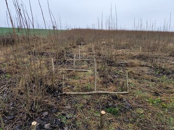 Brigáda - sklizeň japonského topolu - 3