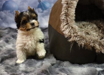 Biewer terriér jorkšírský - 3