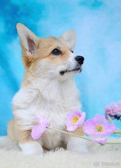 Fenka Welsh Corgi Pembroke s PP - 3