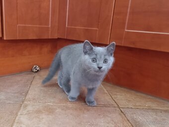 Prodám kocourky Britská modrá + whiskas - 3