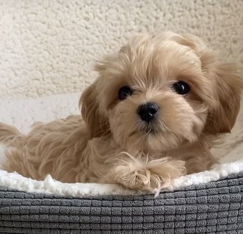 Maltipoo - 3