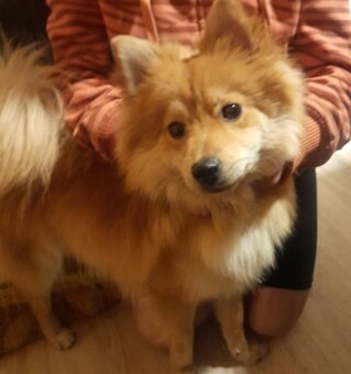 Pomeranian - 3