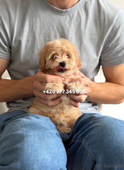 Maltipoo boy male caramel 1500€ - 3